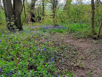 Walks in the bluebell woods