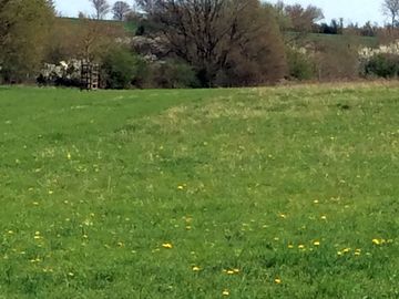 Large open meadow