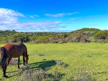 Free-roaming horses graze the land