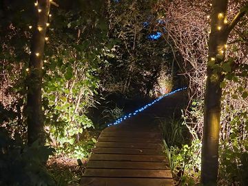 The walkway to the reed bed lit up at night