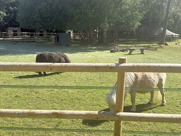 The shetlands - natalie and bilbo