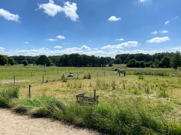 The site overlooks the horses