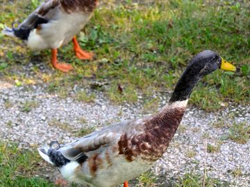 Local residents