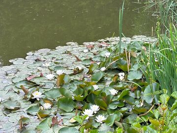 Another one of the fishing ponds