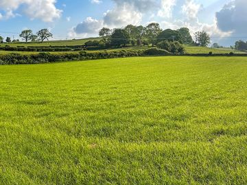 Grassy field - panorama