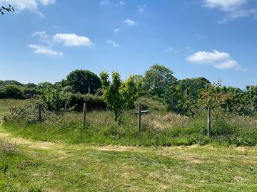 Orchard.