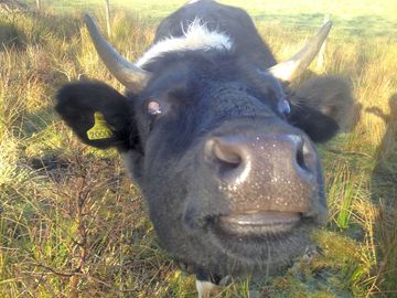 Georga the cow