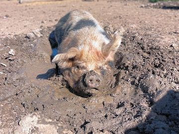 Pigs seen from the footpath