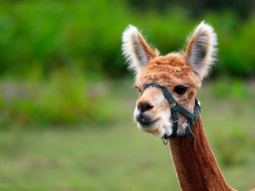 Alpaca on site