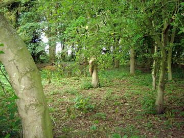 Woodland walk
