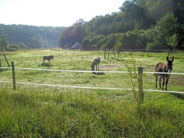 The resident donkeys in their field