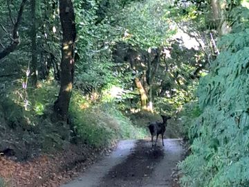 Local wildlife