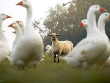 Our flocks of geese and sheep are often watchable from the farm walk