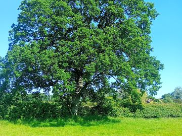 One of our many Oaks