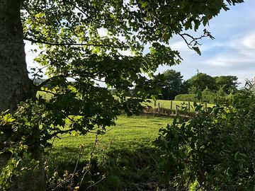 Looking towards the campsite past the sycamore tree