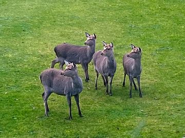 Wildlife around the site