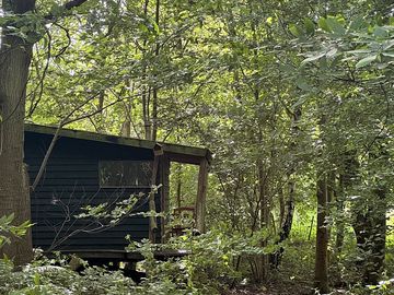 Cabin in the woods