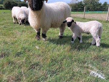 Cute lambs in spring