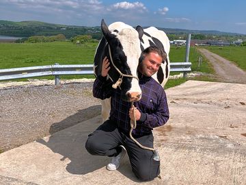 'cuddle a cow' activity
