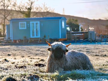 Shepherd's hut and sheep
