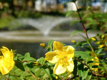Water feature