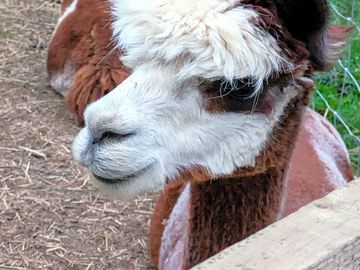 Alpaca