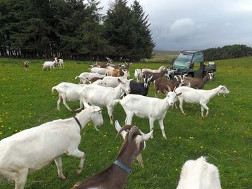 The farm goats
