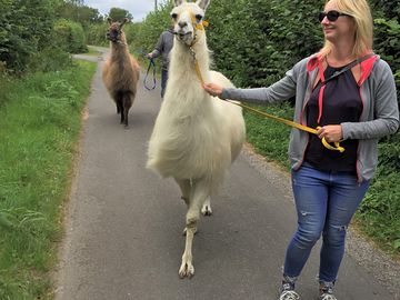 Llama trekking
