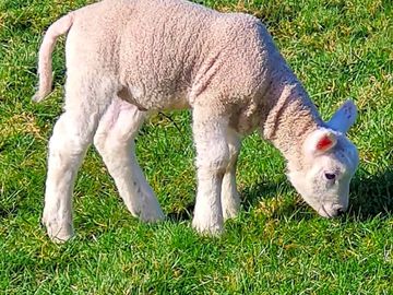 Lambs in surrounding fields