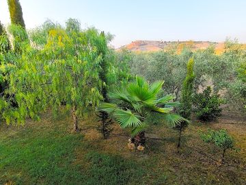 General view of the garden