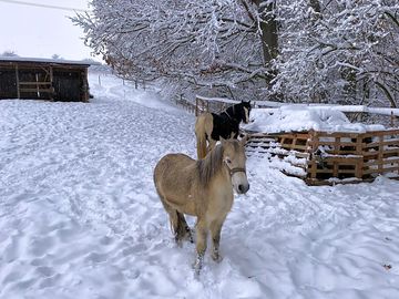 The horses in winter
