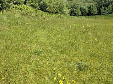 Wildflower meadow