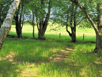 Pitch under trees in pond wood