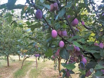 Organic plums