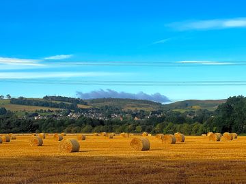 Harvest time on the site