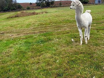 Alpaca on site