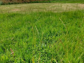 Grass pitch
