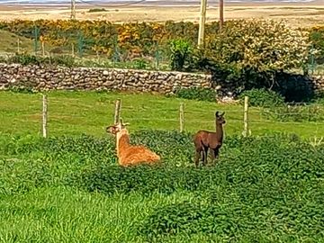 Llamas