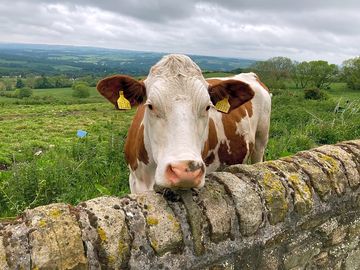 The neighbours