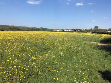 The pitching meadow before haymaking