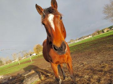 Horses on site
