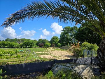 Around the leafy site
