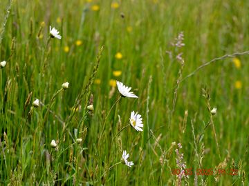 Checking out the wildflowers