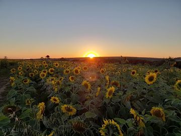Pembrokeshire sunflower farm nearby
