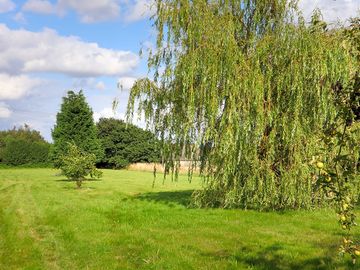 Willow tree