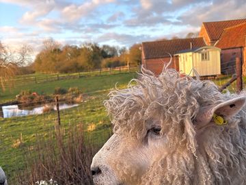 Dougal, one of our pet lincolnshire longwool rare breed sheep.