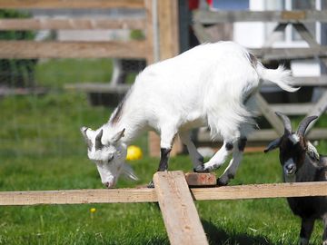 Goats causing trouble