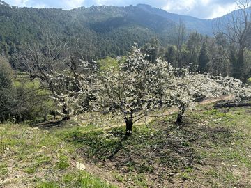 View over the cork oak forest to the mountains