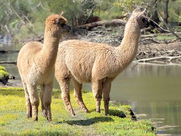Alpacas near the river