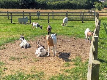 Goats on site